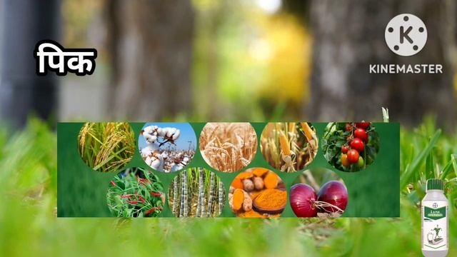 Luna experience Luna Bayer fungicideभर वरत परभव नयतरण bayerAapliShetiAaplshivarD