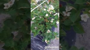Плодоношение ежевики на побегах прошлого года сортов Чёрная Магия, Блэк Джем и Прайм Арк Фридом