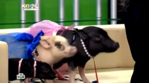 Поросенок мини пиги цена 8(965)380-13-11 Москва