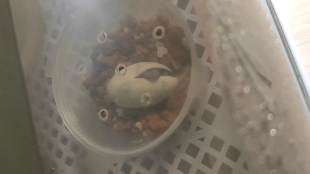 Рождение эублефара, первый в этом году смотреть онлайн