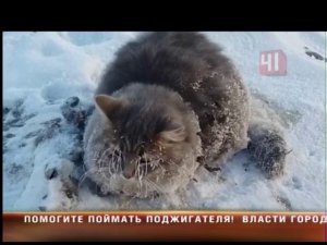 Кот примерз к земле
