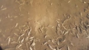 Массовая гибель фауны в Волге у Балакова