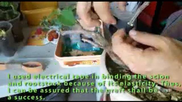 How to Multi- Graft, Prune and Repot Bougainvillea, all at the same time. смотреть онлайн