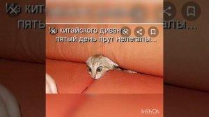 Смешные картинки с котами.😺