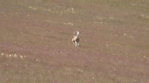 Алтайский горный баран. Аргали - самый крупный баран в мире. Argali. Altai Republic. Siberia.