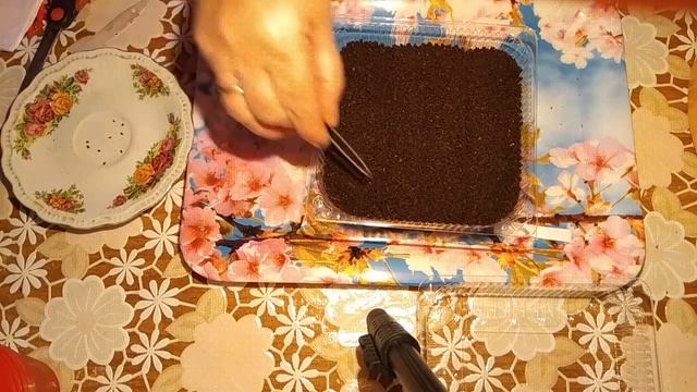 ФЛОКС ОДНОЛЕТНИЙ/ПОСЕВ/ПРОСТОЙ СПОСОБ..