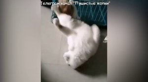 Кото сапиенс.