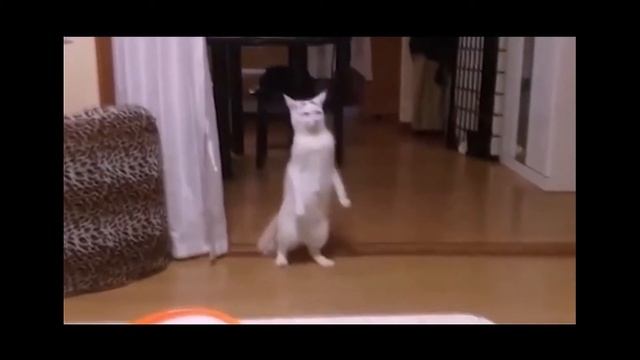 Танцующие животные смотреть онлайн