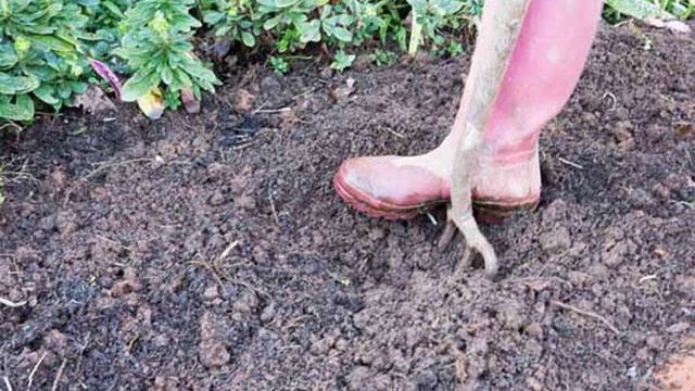 Посадка лилий осенью: когда и как посадить смотреть онлайн