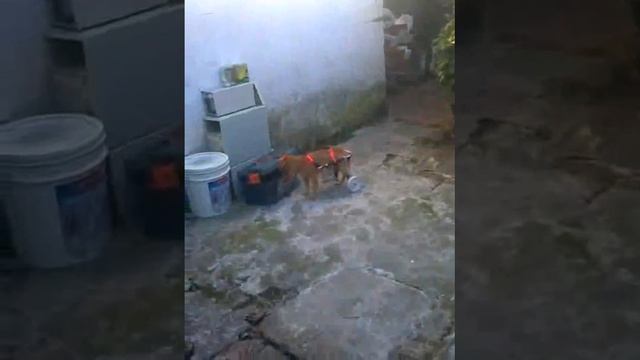 Jacinto en su carrito смотреть онлайн