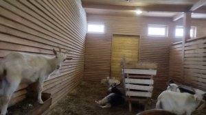 ЗООПАРК АЛЁНУШКА?