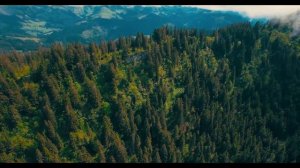 Красивый пейзаж лес и горы