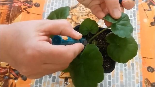 Прищипывание пеларгонии и лаванды.
