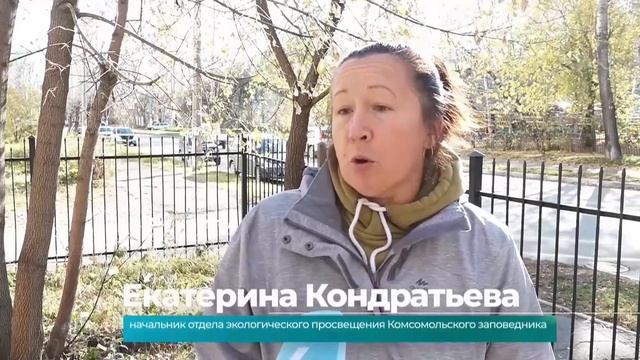 В Комсомольске растёт необычный тополь, не сбрасывающий листву дольше других деревьев