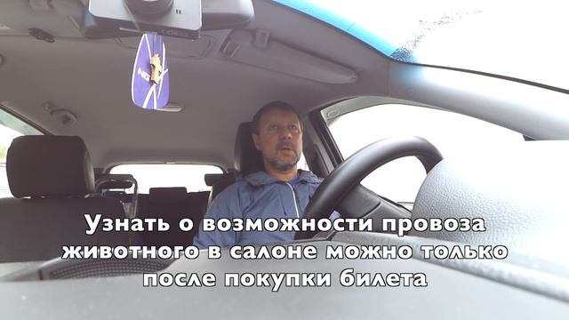 Какую купить переноску для собаки в самолет. Как перевезти собаку в самолете. Сколько стоит
