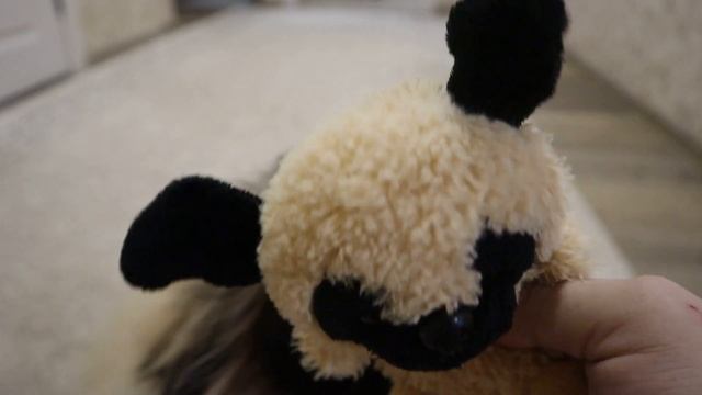 ПЕКИНЕС ДЕНДИК ИГРА В СОБАЧКИ #сергейтелков #собака #пекинес #pekingese смотреть онлайн