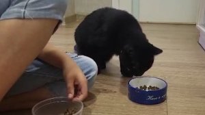 Контрольная Закупка Кошачий корм холистик август  2023