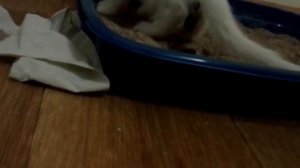 как научить кота ходить на туалет?