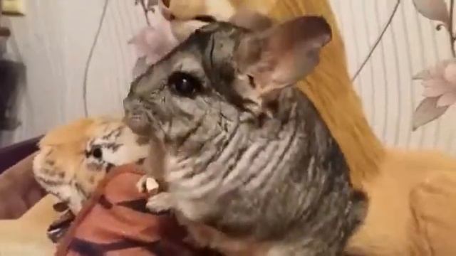 Шиншилла. С днём рождения, моя малышка (9 лет)! Домашний питомец.