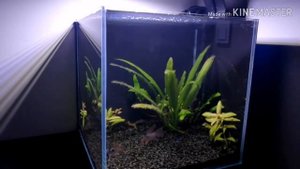Аквариум 15 литров. Апистограммы, петушок и неоны. Aquael Versamax mini