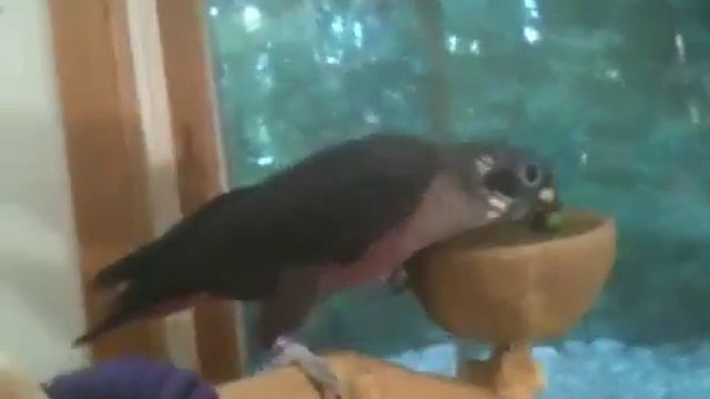 Toady &his java tree смотреть онлайн