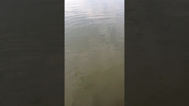 Щука на 5 кг. река Белая г.Агидель смотреть онлайн