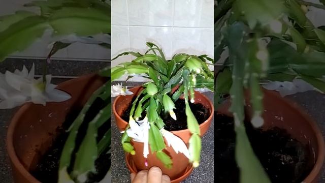 Зигокактус белый / cactus