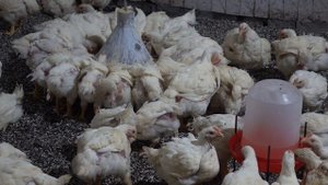 ПОЛНАЯ, ПОЭТАПНАЯ ТЕХНОЛОГИЯ ВЫРАЩИВАНИЯ БРОЙЛЕРОВ /ВЫГОДНО ЛИ ВЫРАЩИВАТЬ БРОЙЛЕРОВ В 2021