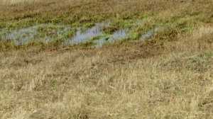 Болотный кулик