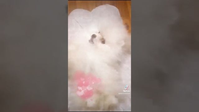 Щенок померанский шпиц Мишка БУ spitz Pomeranian