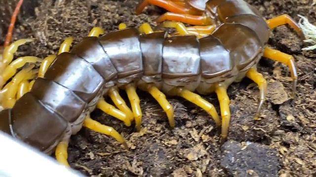 Scolopendra Dehanni, Vietnam Giant Centipede, Housing And Care