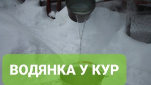 ВОДЯНКА У БРОЙЛЕРОВ ПРОФИЛАКТИКА.