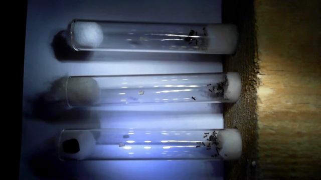 - levitron.pro смотреть онлайн