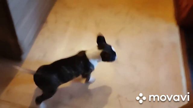 Бультерьер щенок/знакомство с домом/Bull Terrier Puppy