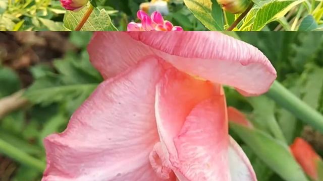 фотосессия цветов в конце лета смотреть онлайн