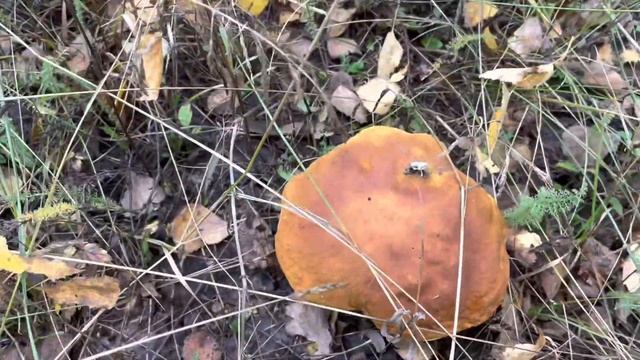 1 октября в деревне. Собираем грибы! Белых набрали! Ляпота в лесу! Надежда Назарова смотреть онлайн