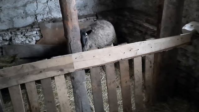 Ураааа! Отара растет ? Второй год жизни в деревне смотреть онлайн