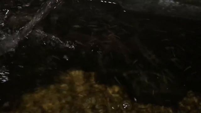 1 Gallon STARTER KIT AQUARIUM!!! смотреть онлайн