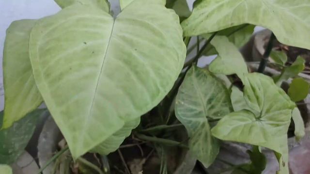 Syngonium/Arrowhead plant care tips for a healthy growing plant||Go green|| смотреть онлайн