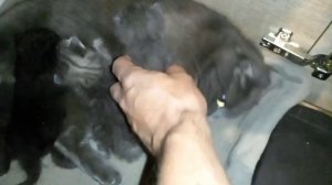 Кошка несет котенка в зубах! 14 день котят!