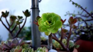 Sony Alpha Nex 7 1080p Video Test