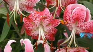 Лилия видовая Прекрасная Рубрум (lilium) ? обзор: как сажать, луковицы лилии Прекрасная Рубрум