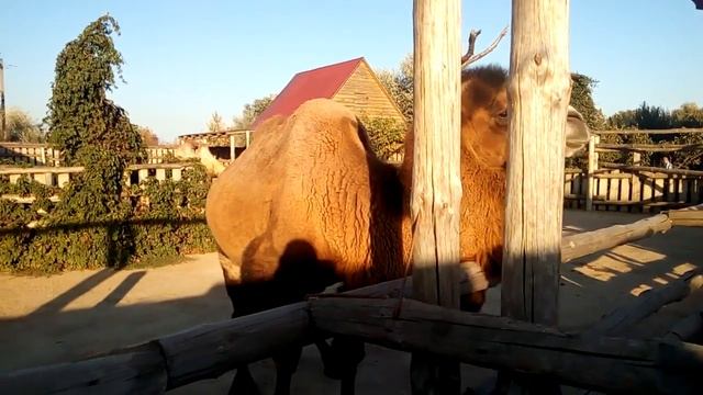 Зоопарк Сафари Бердянск 2016 смотреть онлайн