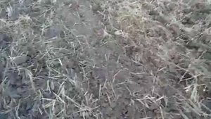 Дискатор Бдн 4*2 с т150к навесная