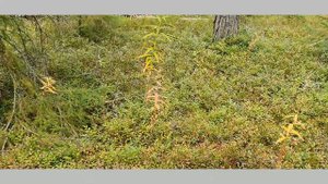 Марьинский бор Вожегодский район Вологодская область