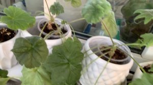 Пеларгонии без прикрас! Обзор после обрезки .