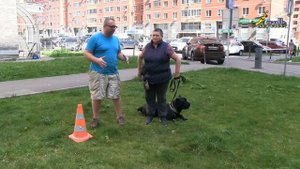 Ревность, конфликт, запуск агрессивного поведения, команда обход, дрессировка кане-корсо