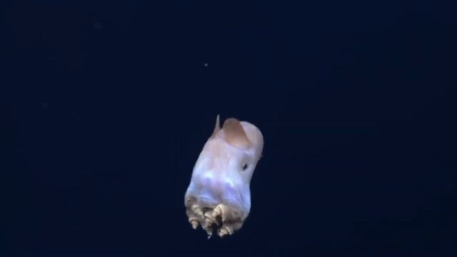 САМЫЕ СТРАШНЫЕ СУЩЕСТВА ИЗ МАРИАНСКОЙ ВПАДИНЫ!