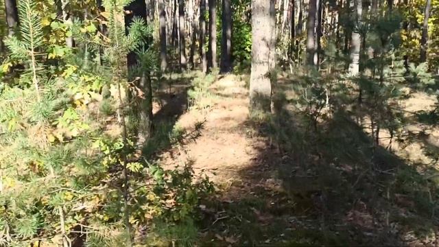 Грибы лес октябрь 2022(4) смотреть онлайн