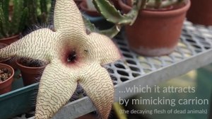 The starfish flower (Stapelia gigantea)